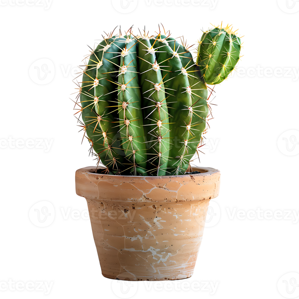 Cactus on pot on isolated transparent background png