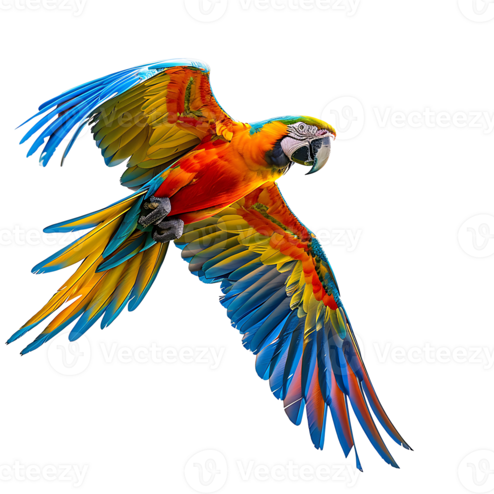 Macaw parrot flying isolated transparent background png