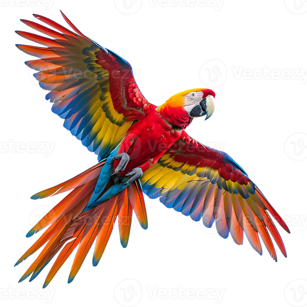 Macaw parrot flying isolated transparent background png