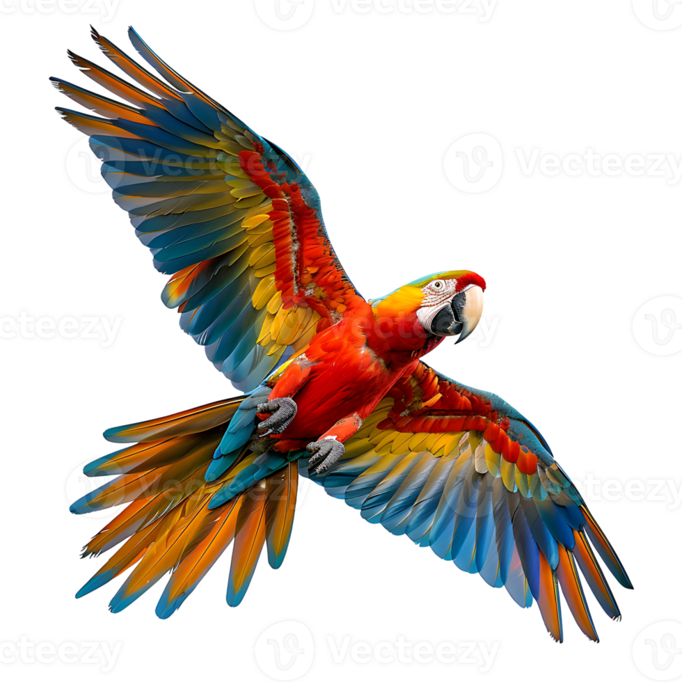 Macaw parrot flying isolated transparent background png