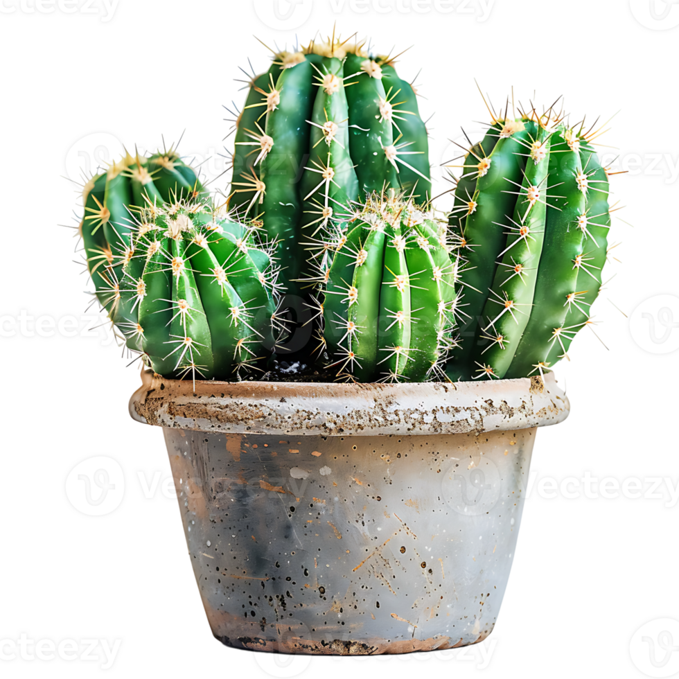 Cactus on pot on isolated transparent background png