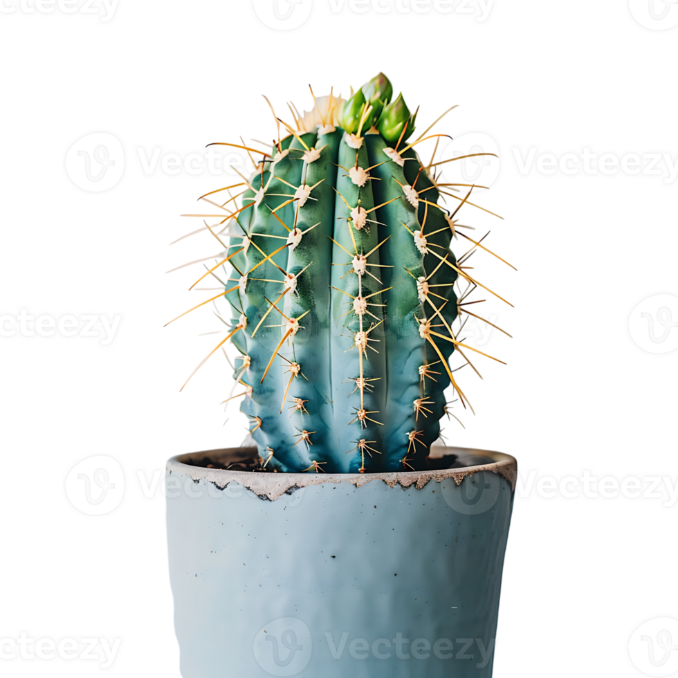Cactus on pot on isolated transparent background png