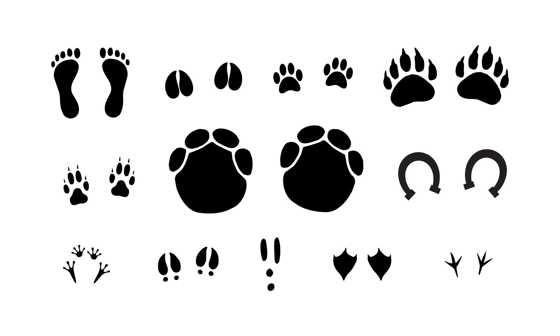 Set of different animals foot print 44278726 Vector Art at Vecteezy