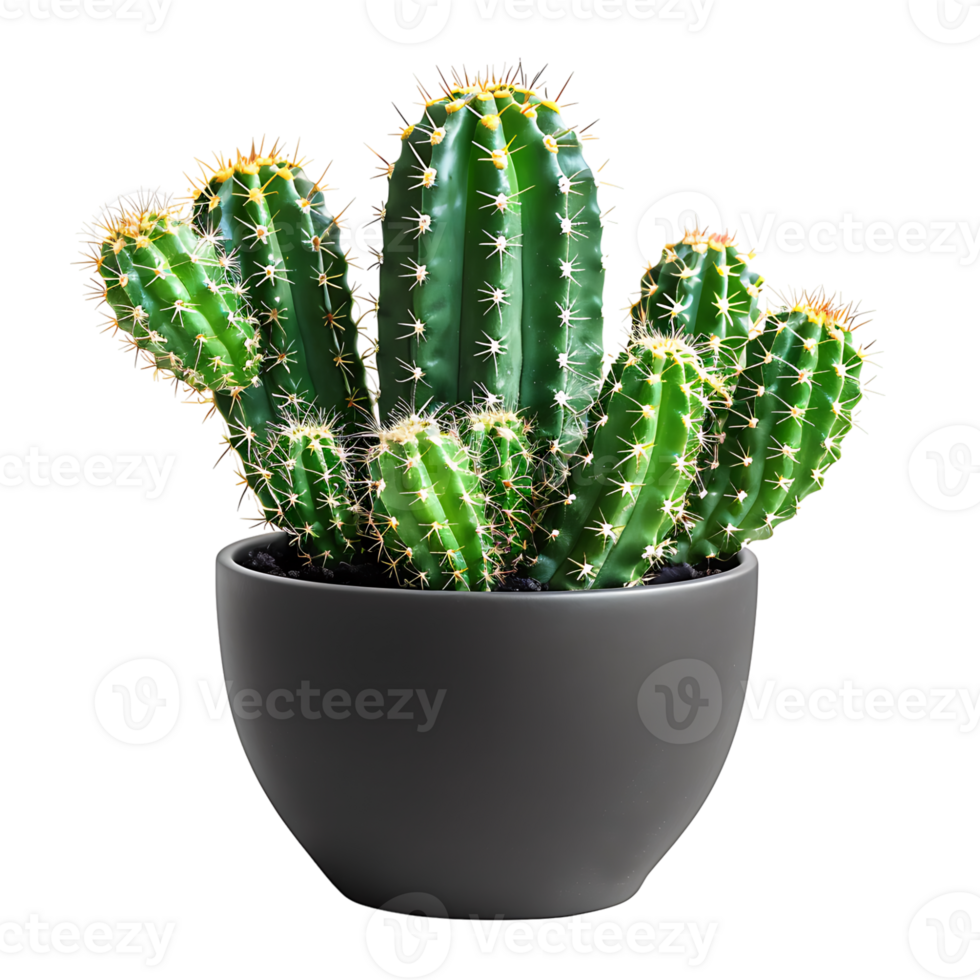 Cactus on pot on isolated transparent background png
