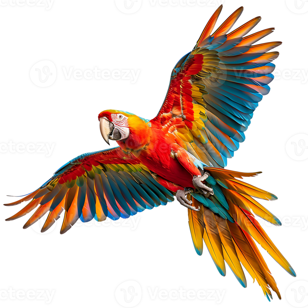 Macaw parrot flying isolated transparent background png