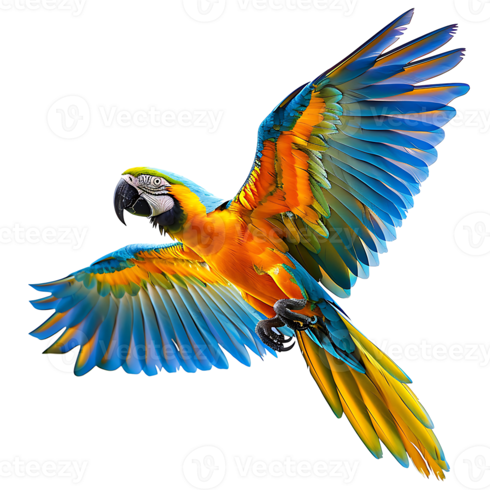 Macaw parrot flying isolated transparent background png
