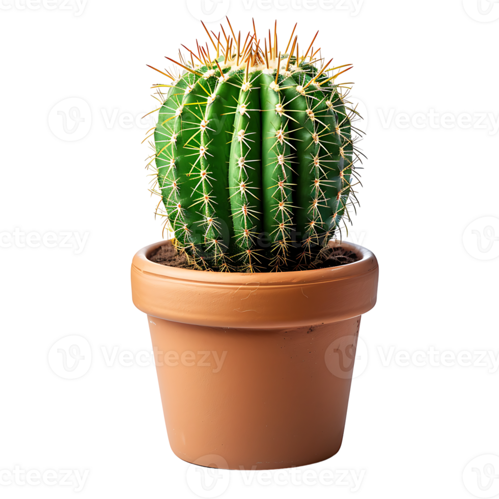 Cactus on pot on isolated transparent background png