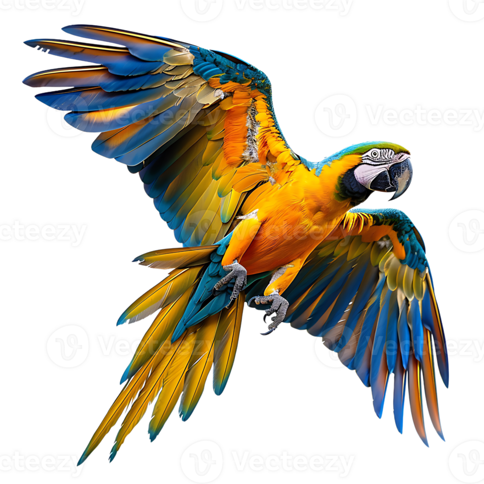 Macaw parrot flying isolated transparent background png