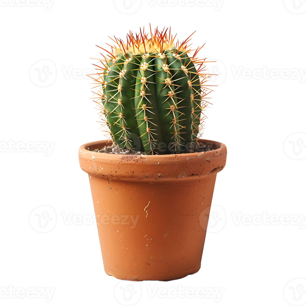 Cactus on pot on isolated transparent background png