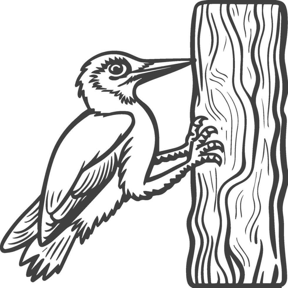 Woodpecker coloring pages. Woodpecker bird outline. Bird line art for coloring book vector