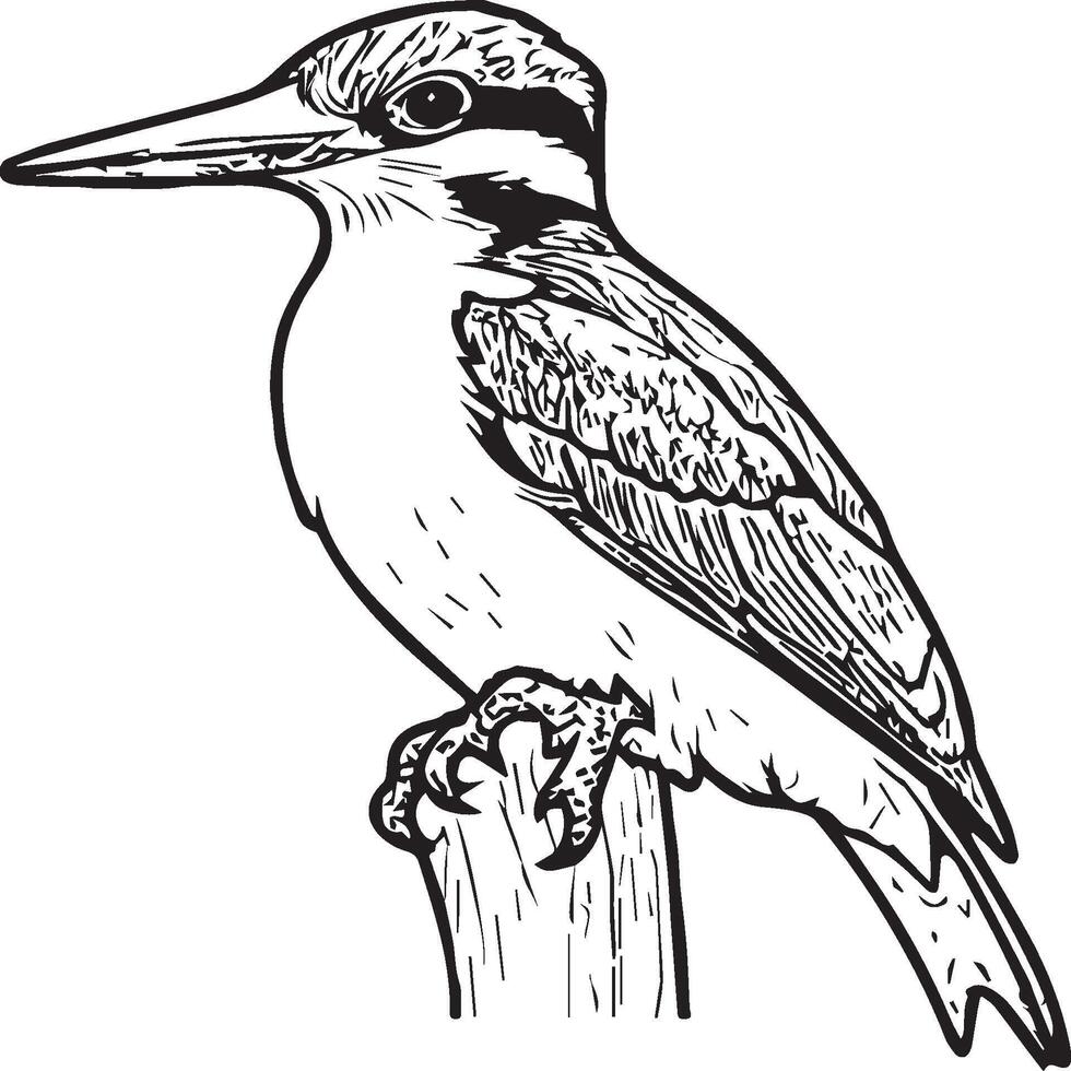 Woodpecker coloring pages. Woodpecker bird outline. Bird line art for coloring book vector