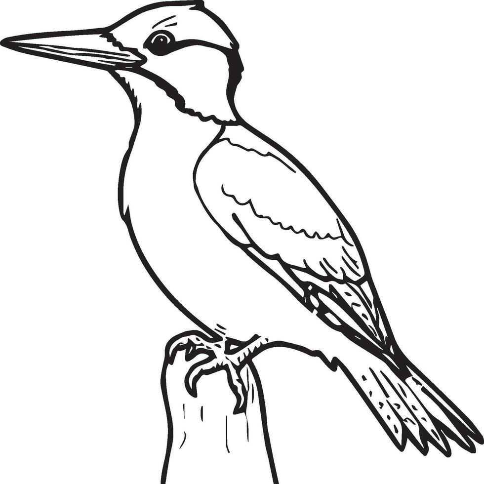 Woodpecker coloring pages. Woodpecker bird outline. Bird line art for coloring book vector