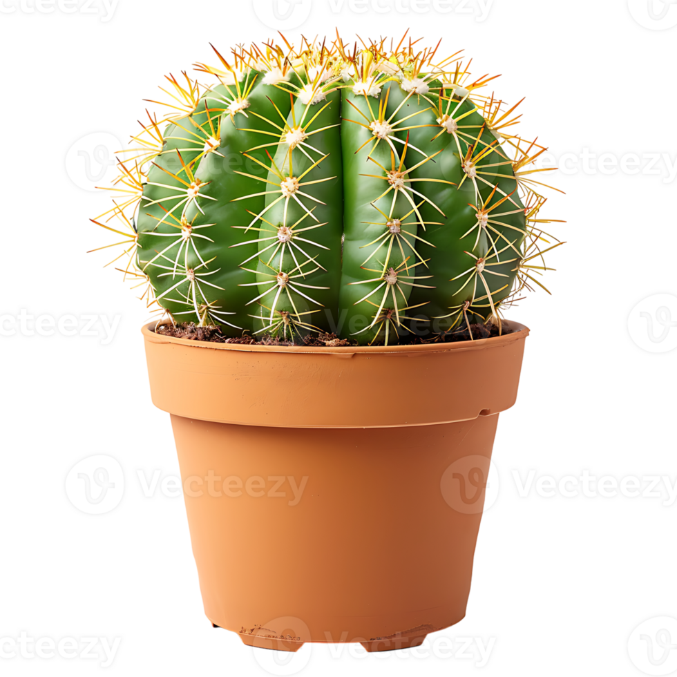 Cactus on pot on isolated transparent background png