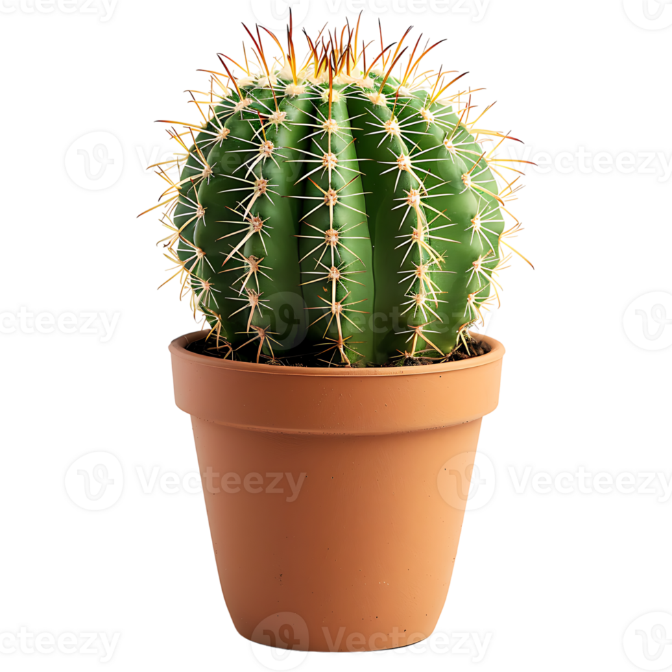 Cactus on pot on isolated transparent background png