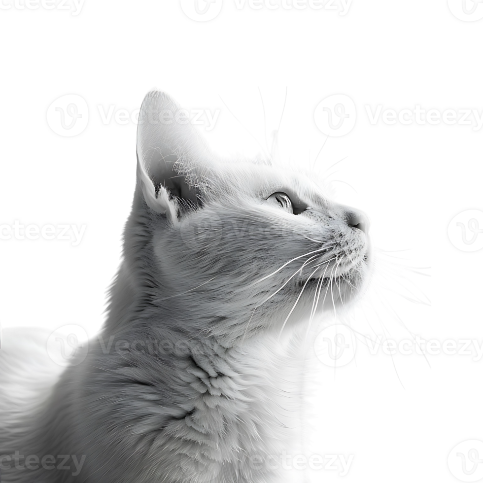 Cat on isolated background png