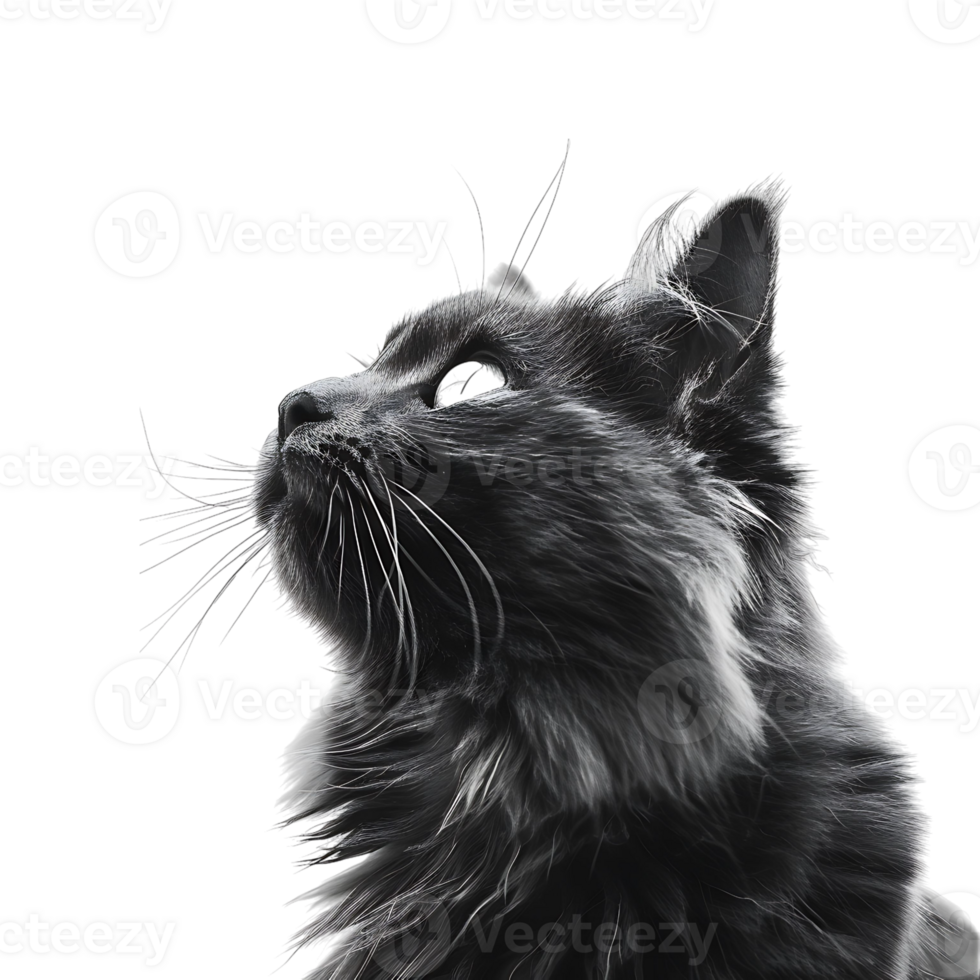 Cat on isolated background png
