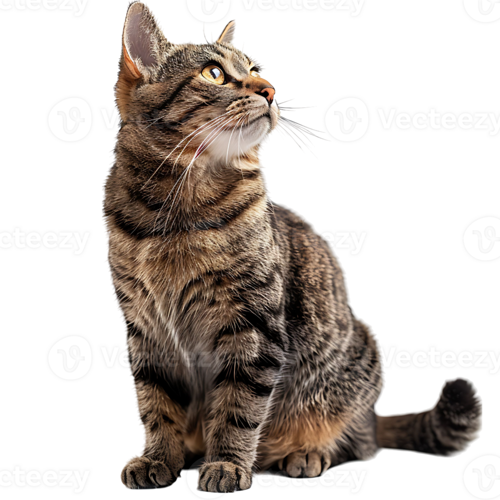 Cat on isolated background png