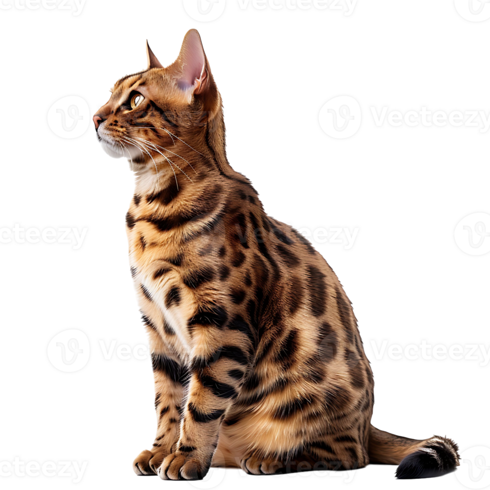 Cat on isolated background png