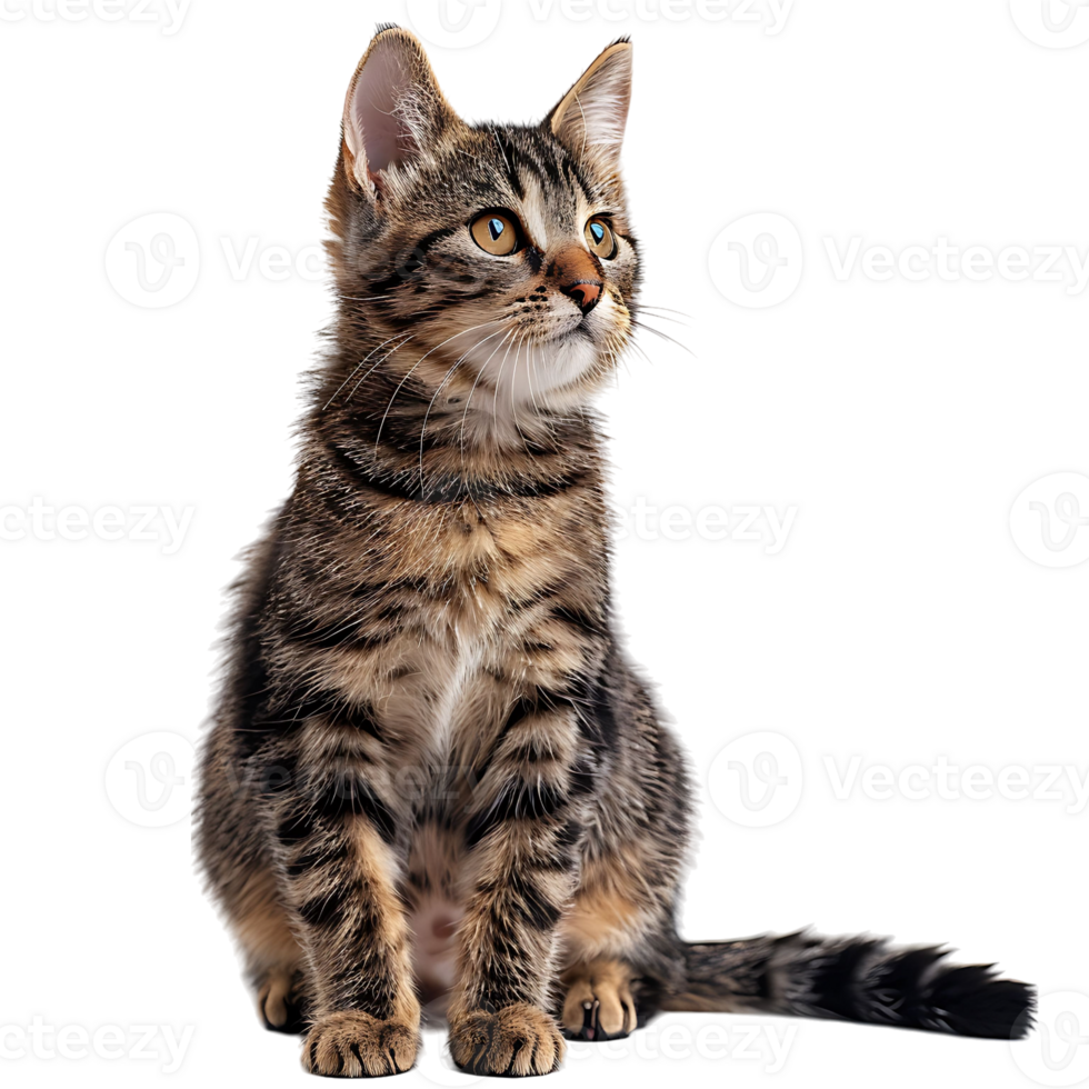 Cat on isolated background png