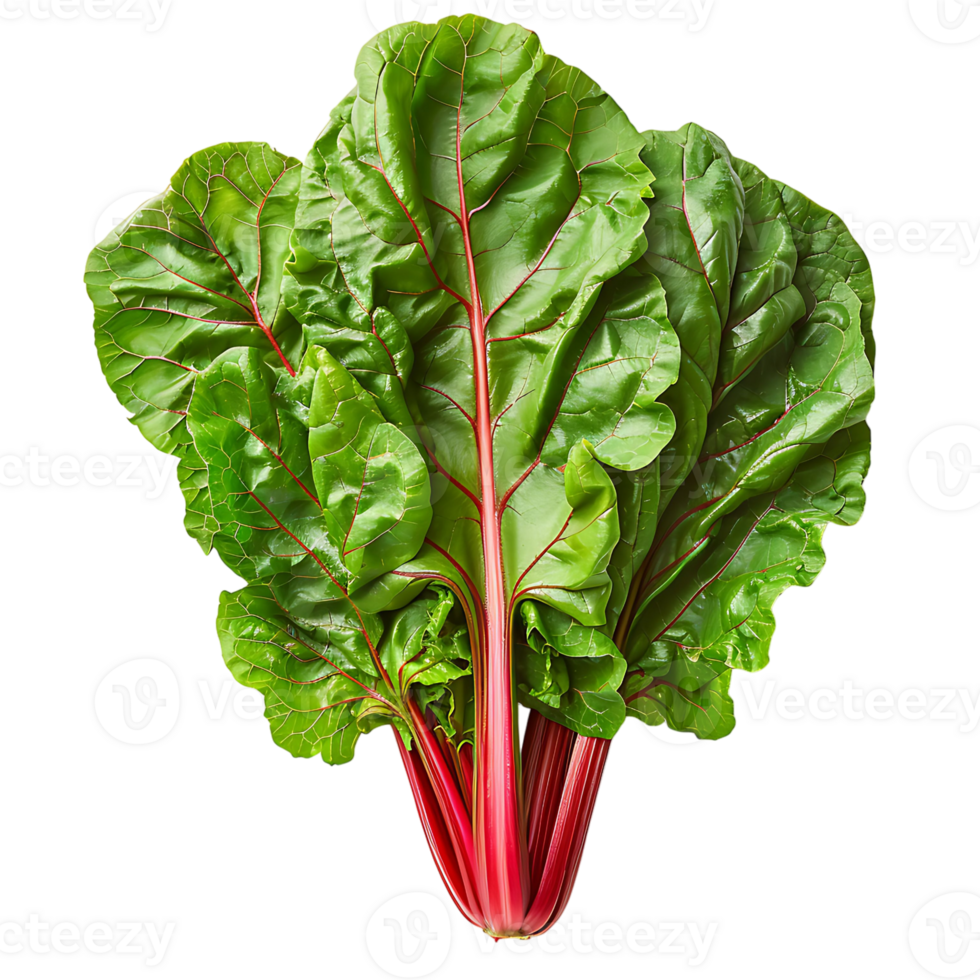 Fresh swiss chard vegetable on isolated transparent background png