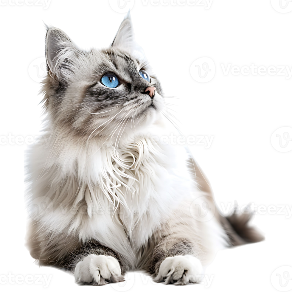 Cat on isolated background png