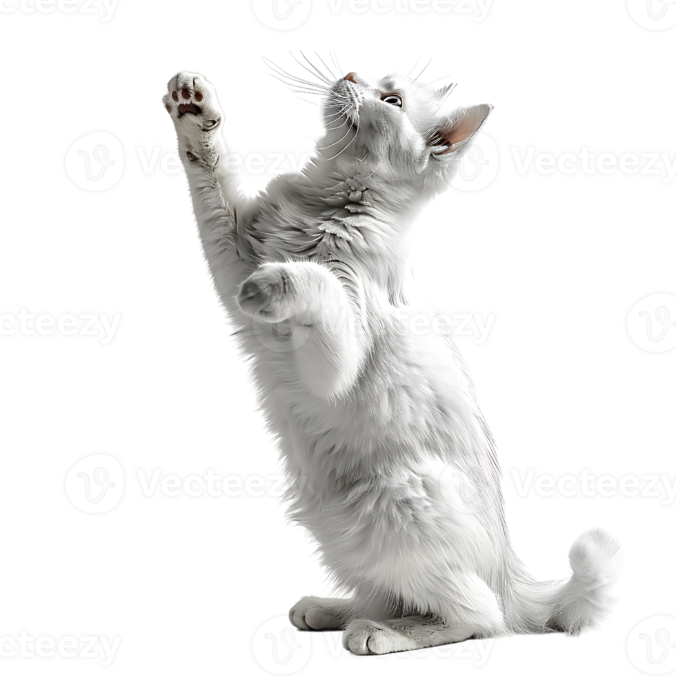 Cat on isolated background png