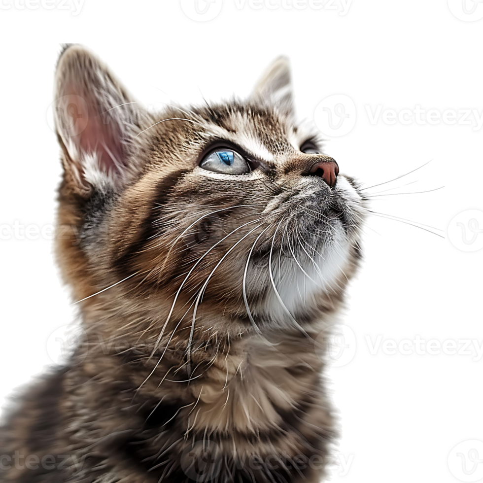 Cat on isolated background png