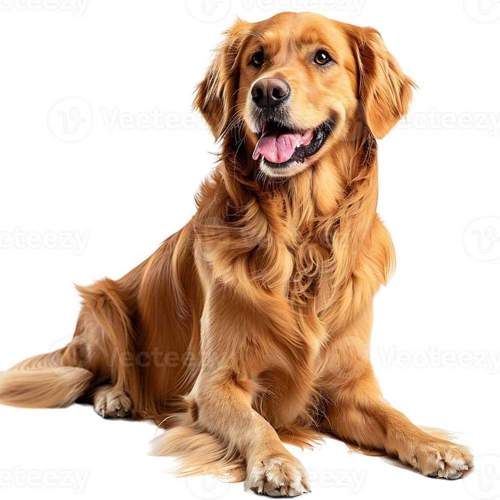 Dog on isolated background png