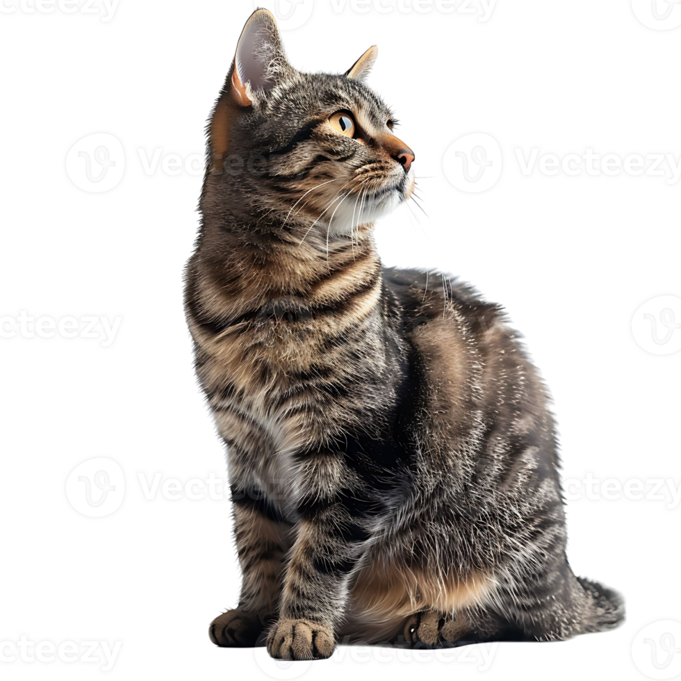 Cat on isolated background png