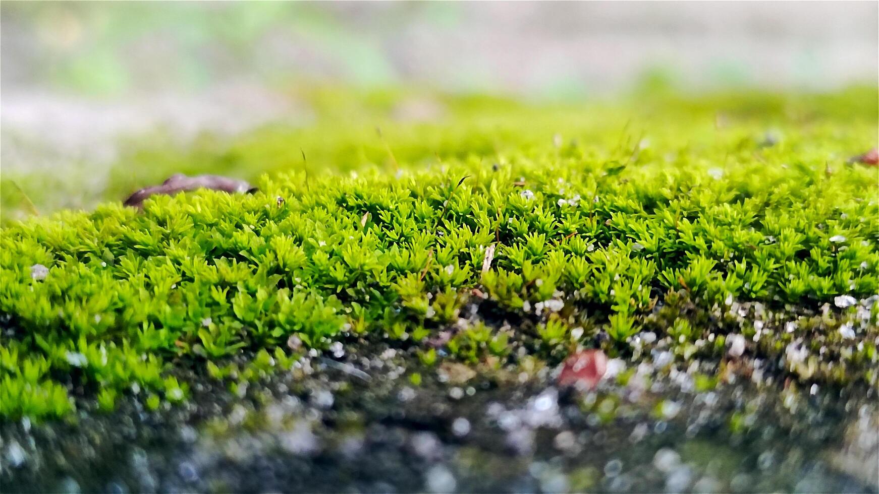 textura antecedentes de Fresco verde césped o musgo en rocoso suelo foto