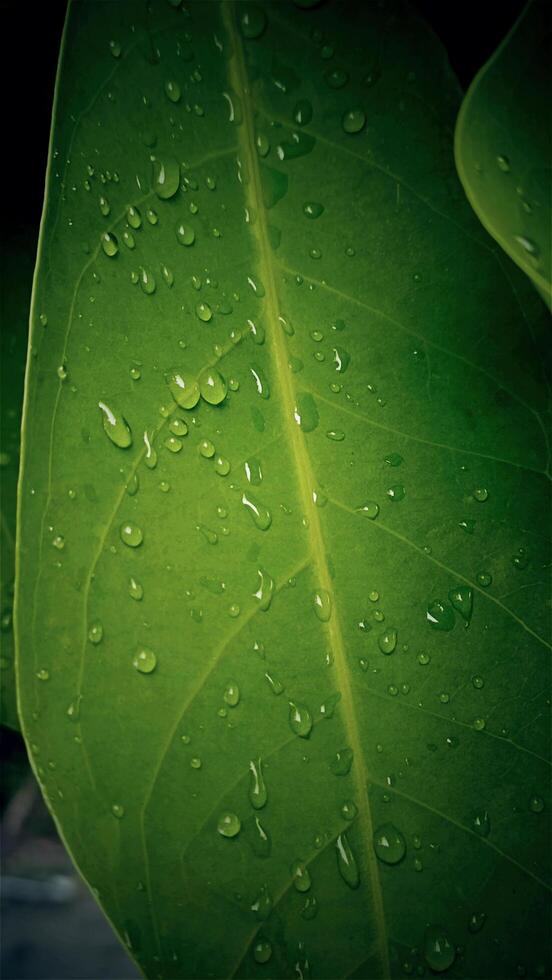 Rain water on a fresh green leaf close-up view photo