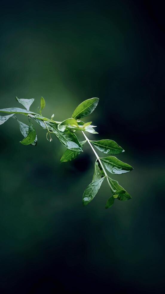 Close up on tropical green leaves in nature photo