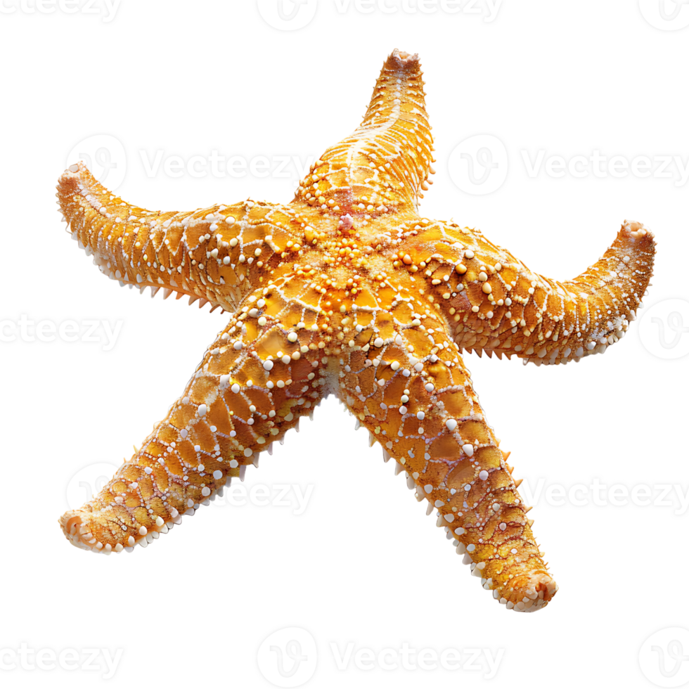 Common starfish on isolated transparent background png