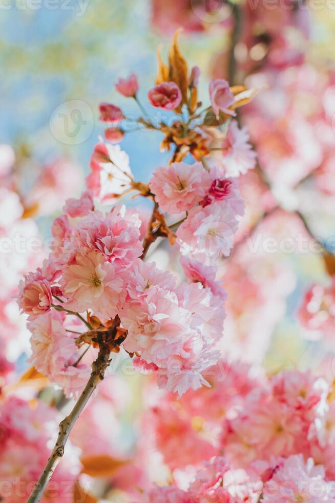 Amazing pink cherry blossoms on the Sakura tree. photo