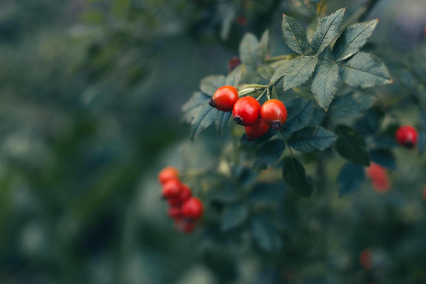 Red wild rose hips with green leaves on dark green background. photo