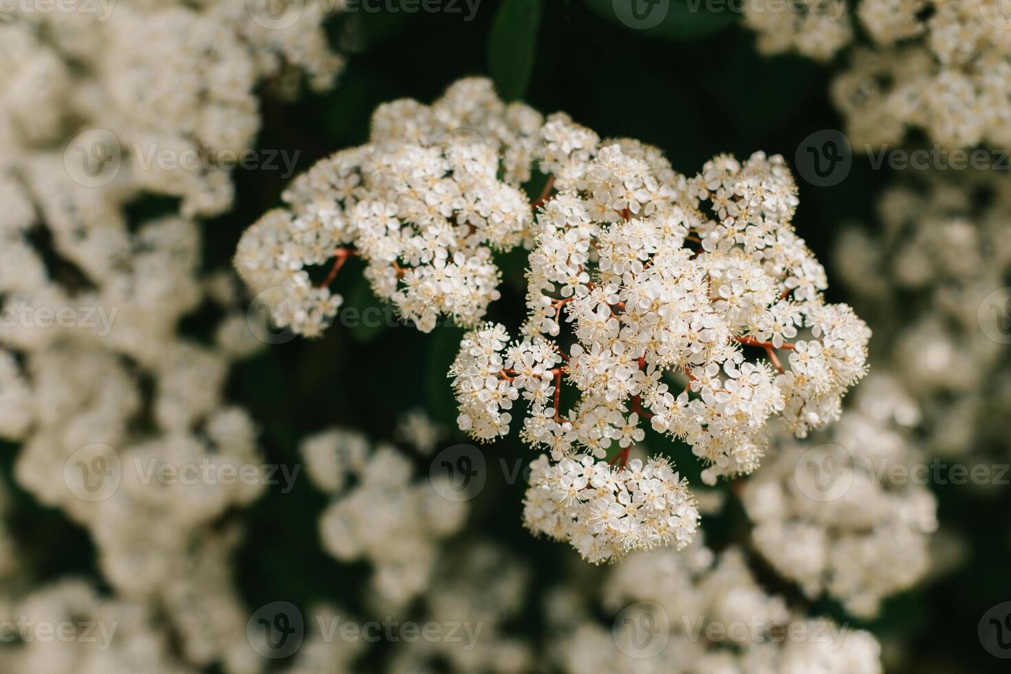 Beautiful white blossom of Fotiniya in a spring garden. photo