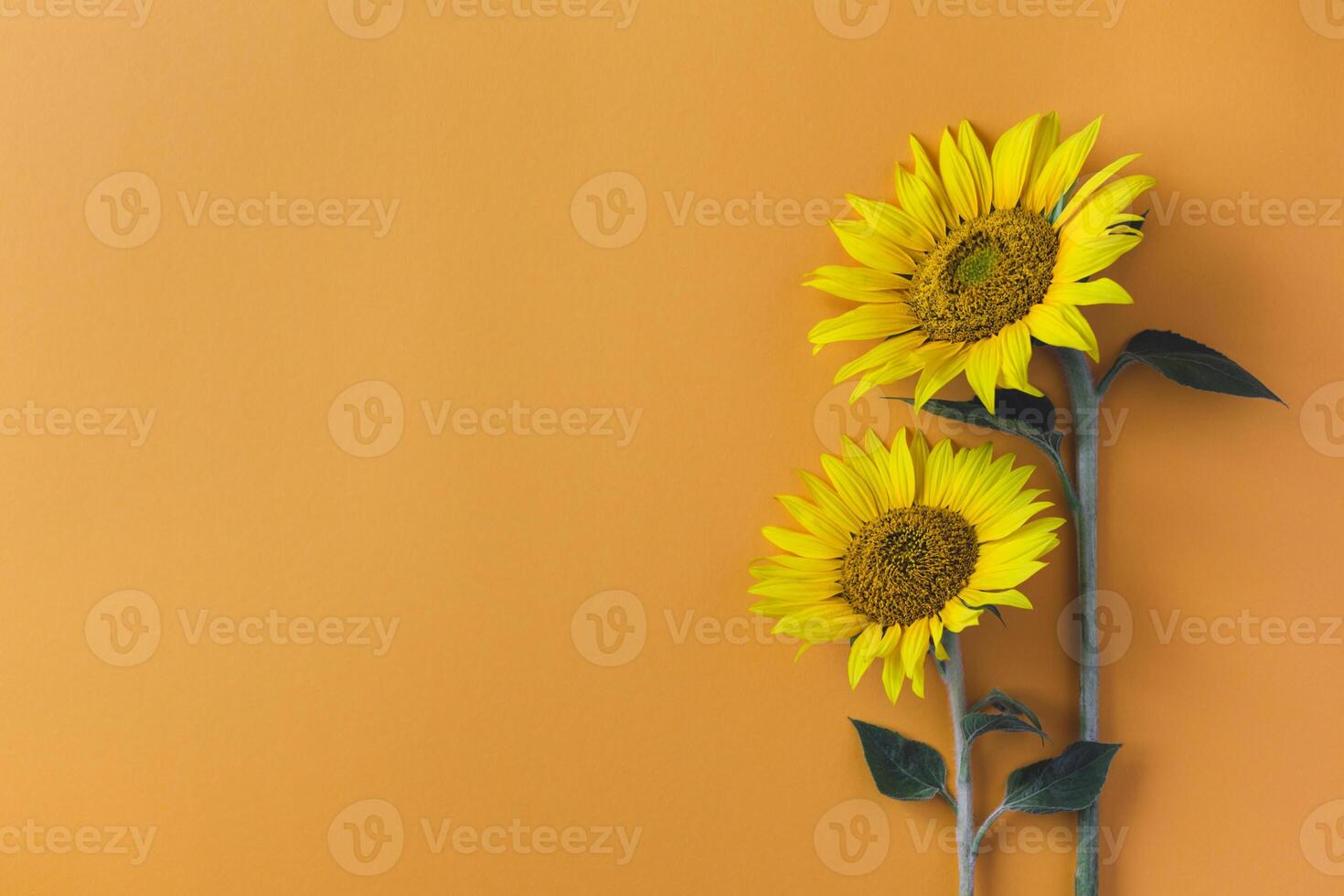 Beautiful sunflowers on orange background. Place for text. photo