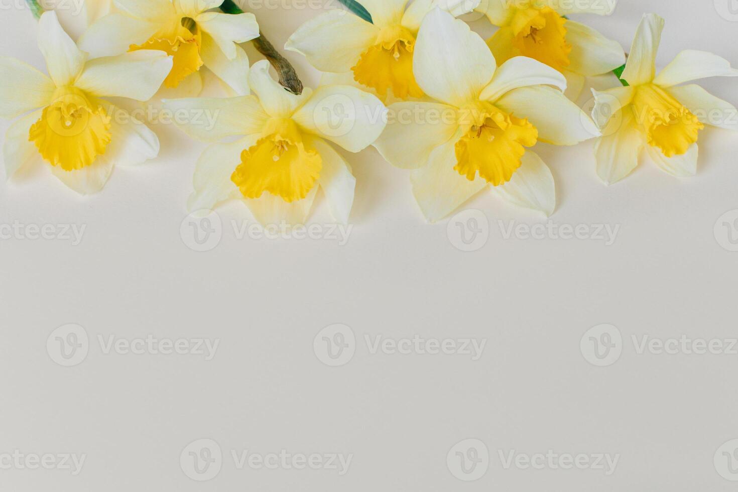 hermosa flores de amarillo narciso narciso en un ligero amarillo antecedentes. foto
