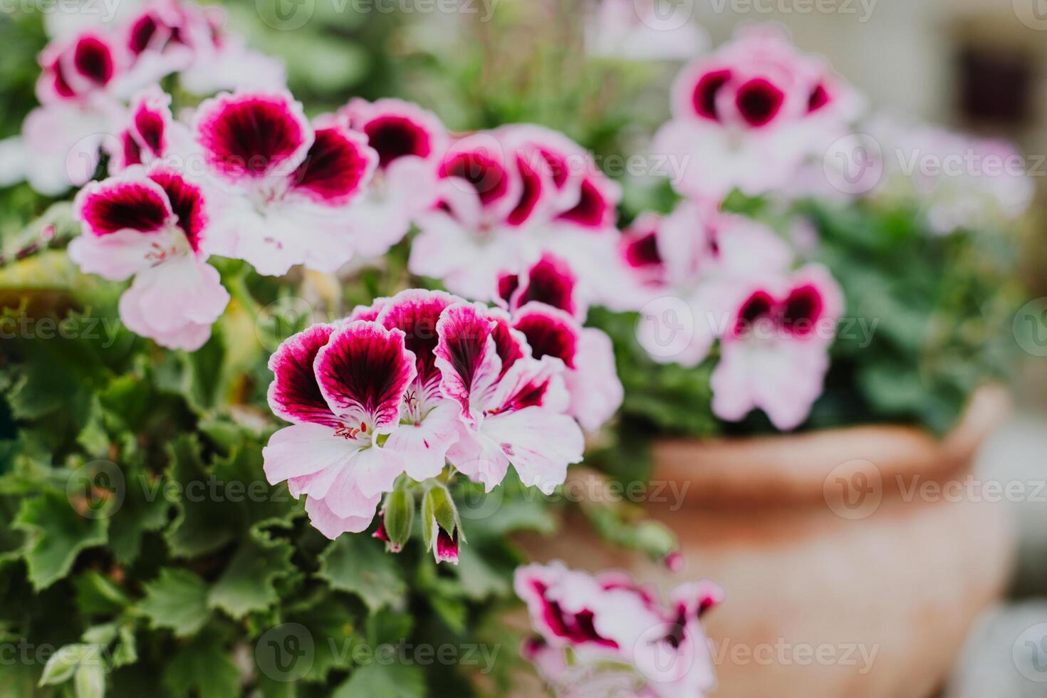 Beautiful pink flowers of Crane's-bill Pelargonium on a summer street. photo