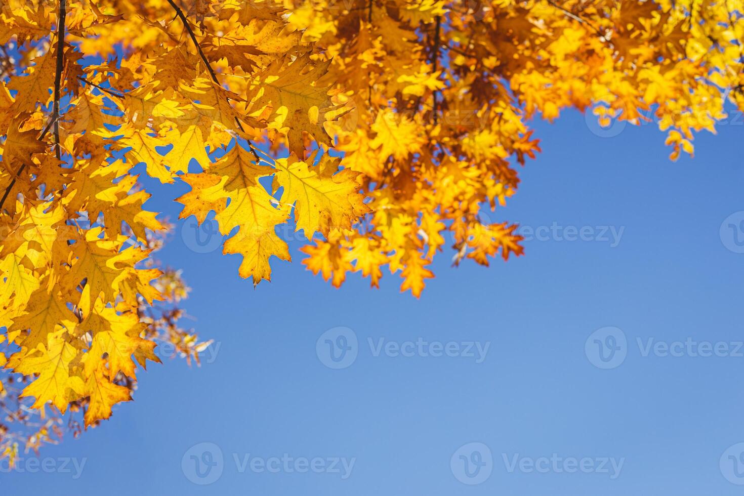 Beautiful autumn oak tree with golden leaves on a sun and blue sky. photo