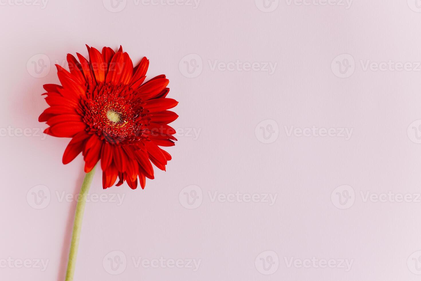 Beautiful red Gerbera flower on a pink pastel background. photo