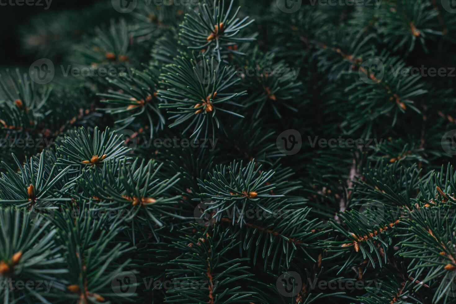 Branches of a spruce. Christmas wallpaper or postcard concept. photo