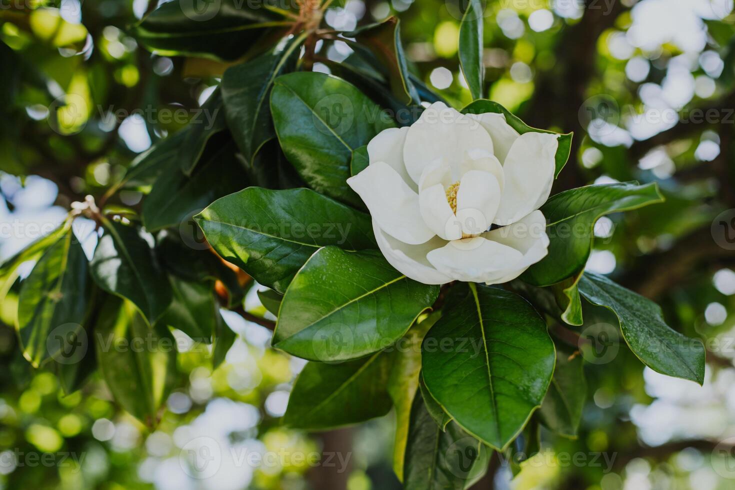 Amazing white Magnolia flower in a summer garden. photo