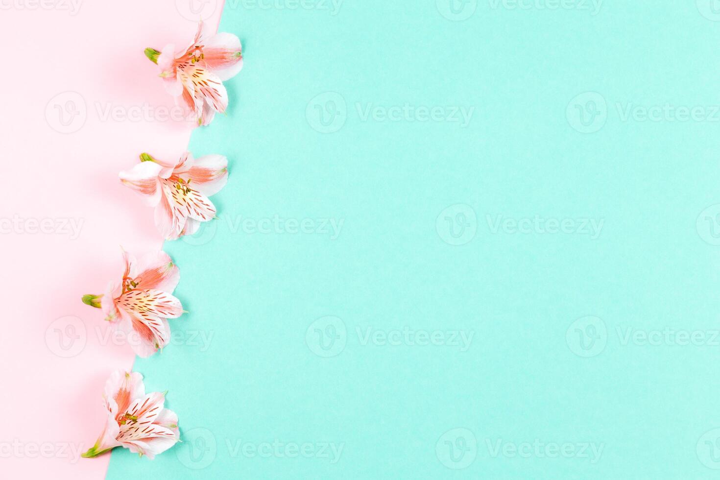 Beautiful pink flowers of Alstroemeria on turquoise and pink pastel background. Place for text. photo