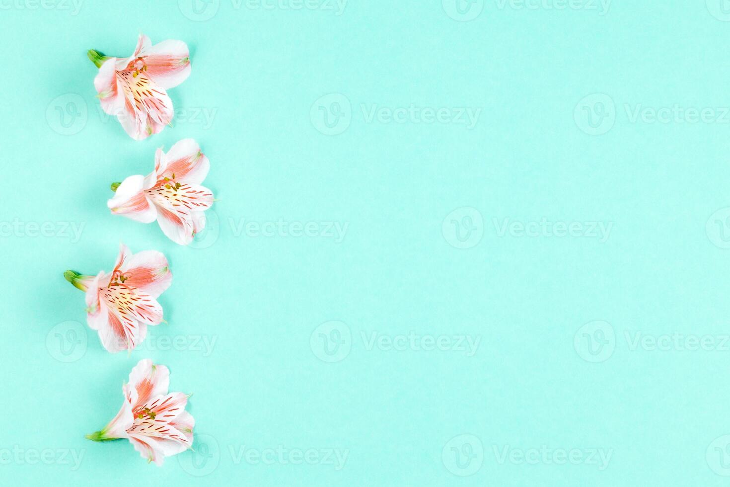 Beautiful pink flowers of Alstroemeria on turquoise background. Place for text. photo