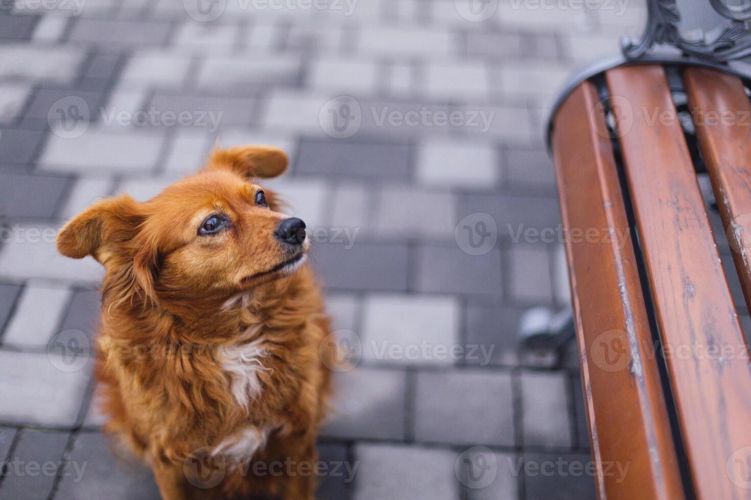 adorable rojo perro cerca un banco en un ciudad parque. foto