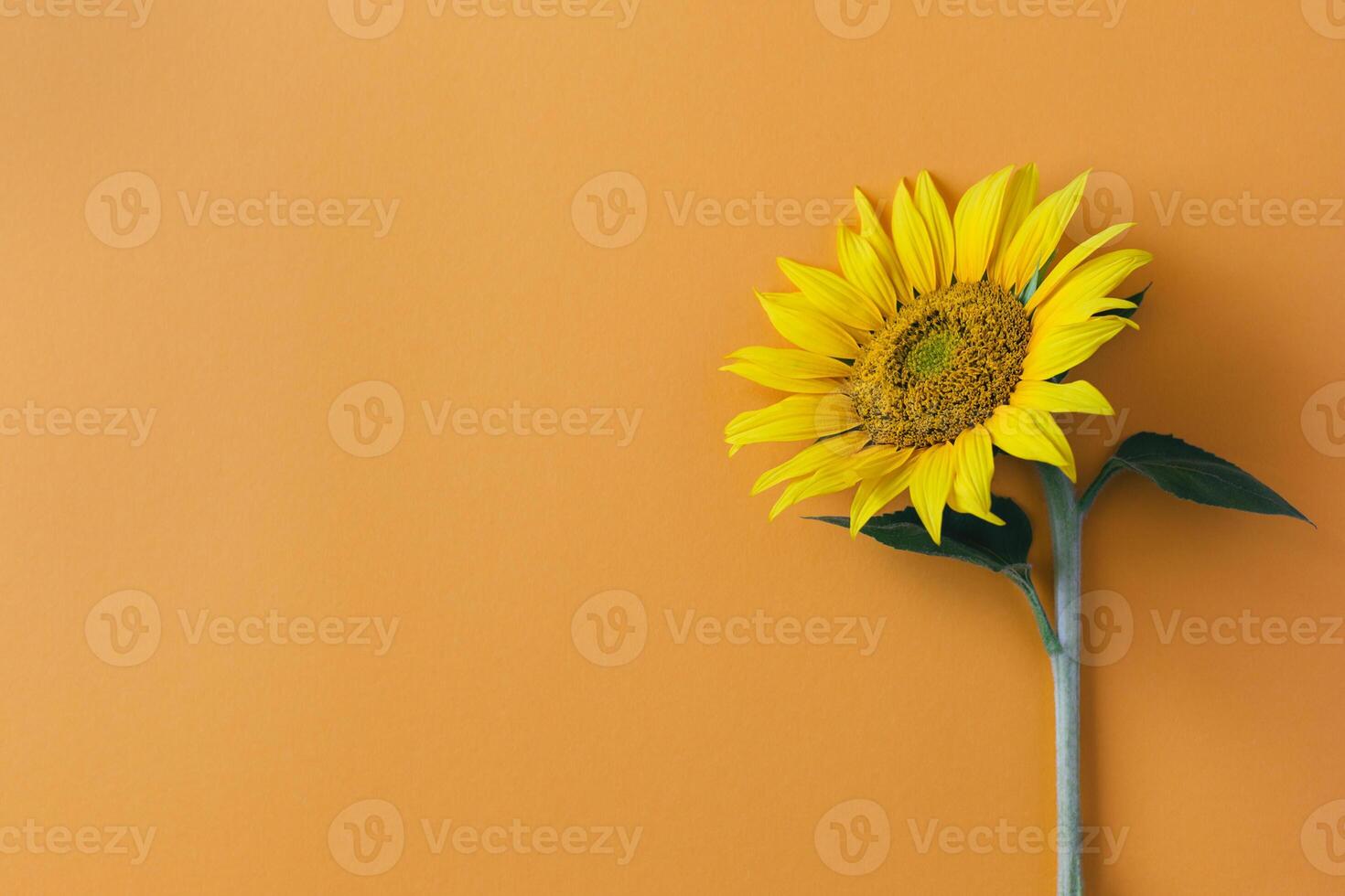 hermosa girasol en naranja antecedentes. sitio para texto. foto