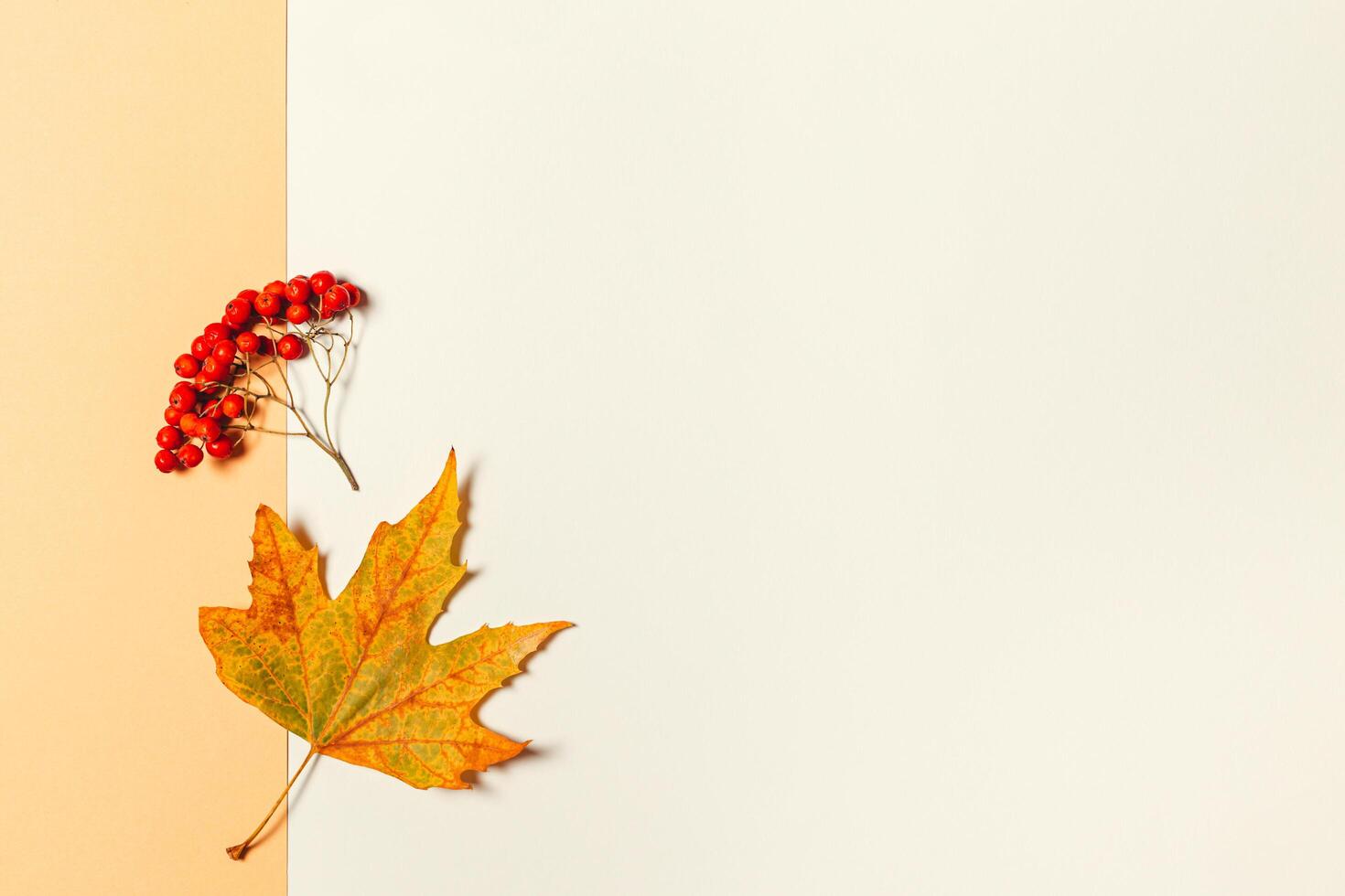 Autumn background with yellow maple leaf and rowan berries. Yellow pastel background. photo