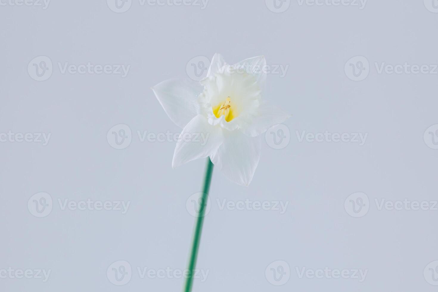 Beautiful white daffodil or narcissus flower on a grey background. Minimal concept. photo