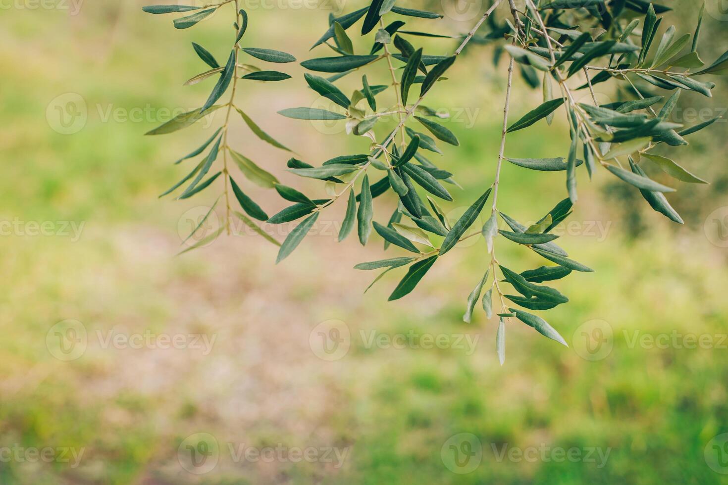 Fresh branches of olive tree in a spring garden. photo